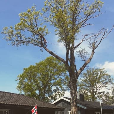 seksjonsfelling